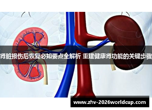 肾脏损伤后恢复必知要点全解析 重建健康肾功能的关键步骤 肾脏损伤后恢复必知要点全解析 重建健康肾功能的关键步骤